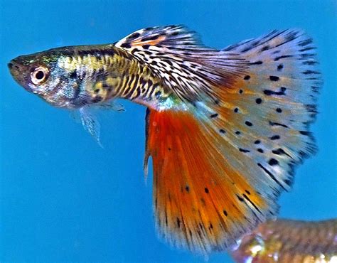 guppies - Tropical Fish Keeping