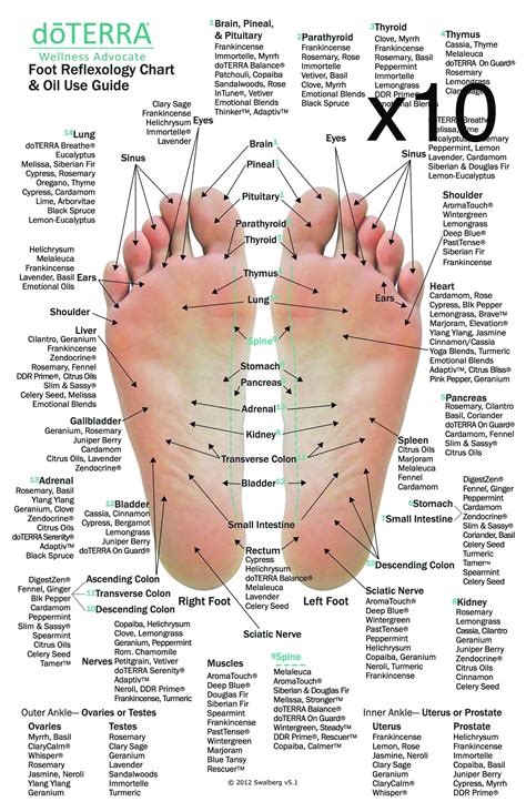 Foot Reflexology Chart Poster Laminated Ph