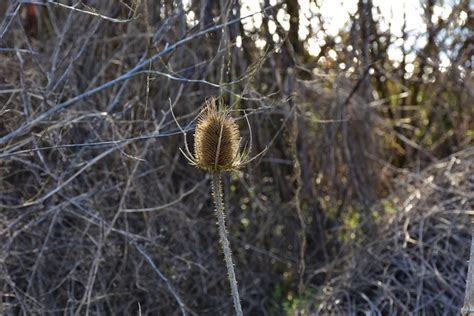 Cardo Flor Silvestre Espinoso Foto Gratis En Pixabay Pixabay