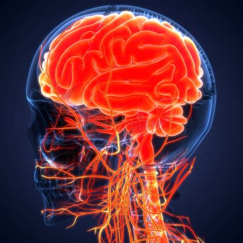 Central Organ Of Human Nervous System Brain Anatomy Stock Image Image