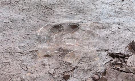 Footprints Of Large Dinosaurs Discovered In Chinas ‘dragon City