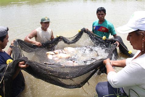 El Perú Será Uno De Los Principales Productores Acuícolas De La Región