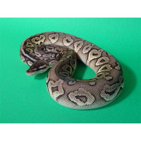 Pewter Ball Python