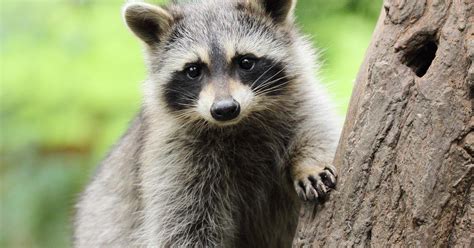 See It Raccoon Survives Fall After Scaling Jersey Shore Building Cbs