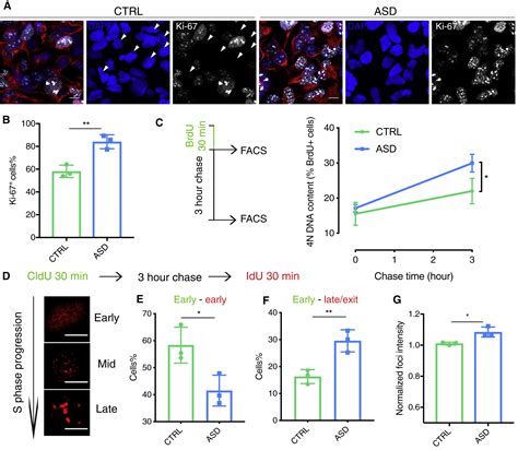 Increased Neural Progenitor Proliferation In A Hipsc Model Of Autism