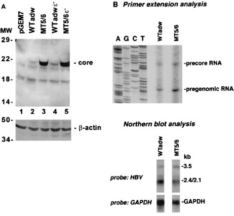 Core Protein Synthesis In Mutant And Wild Type Hbv Huh Cells Were