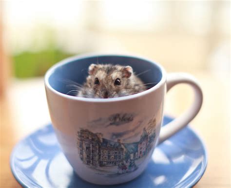 You Cant Digest These 50 Cute Animals In Cups