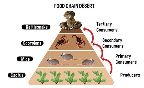 Food Chains for Kids: Definition and Examples | Exploring Nature's Network