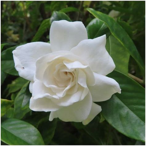 Gardenia celestial star Vente d Arbustes Pépinières Naudet