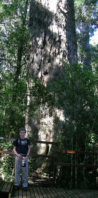 Big Trees The Largest Outeniqua Yellowwood Trees