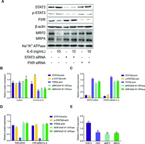 Expression Of Mrps Transporters In Hk A Hk Cells Were Exposed To