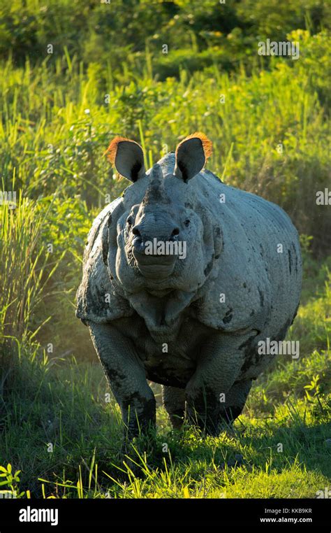 Indian One Horned Rhinoceros Stock Photo - Alamy