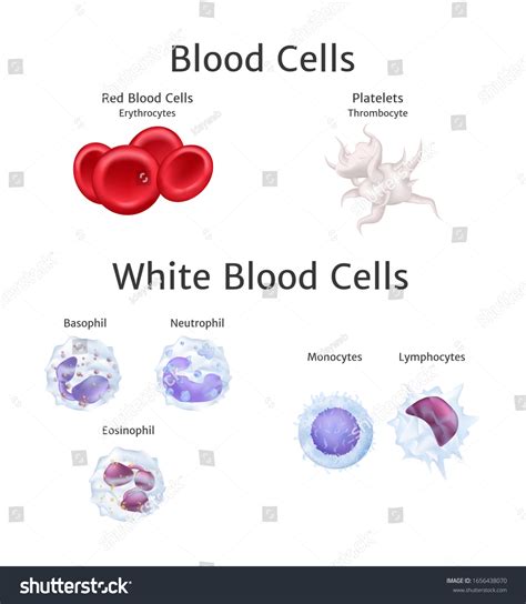 Blood Cells Bloodstream Red Hemoglobin White Vector Có Sẵn Miễn Phí