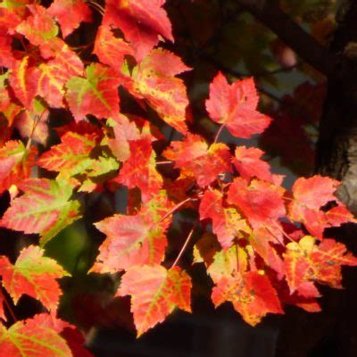 Árboles con follaje de otoño naranja qué árboles tienen hojas de