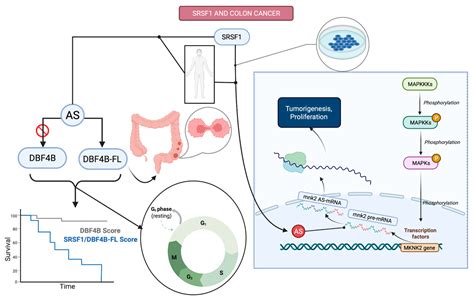 The Clinical Role Of SRSF1 Expression In Cancer A Review Of The