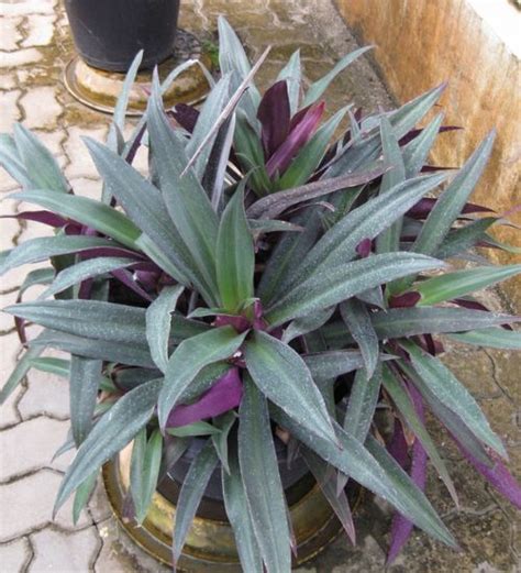 Tradescantia Spathacea - Succulent Guide