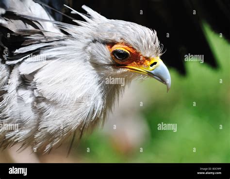 Secretary Bird Sagittarius Serpentarius Wild Hi Res Stock Photography