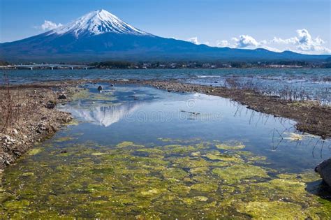 Reflection Of Fujisan Mountain In Spring Kawaguchiko Lake Japan Stock