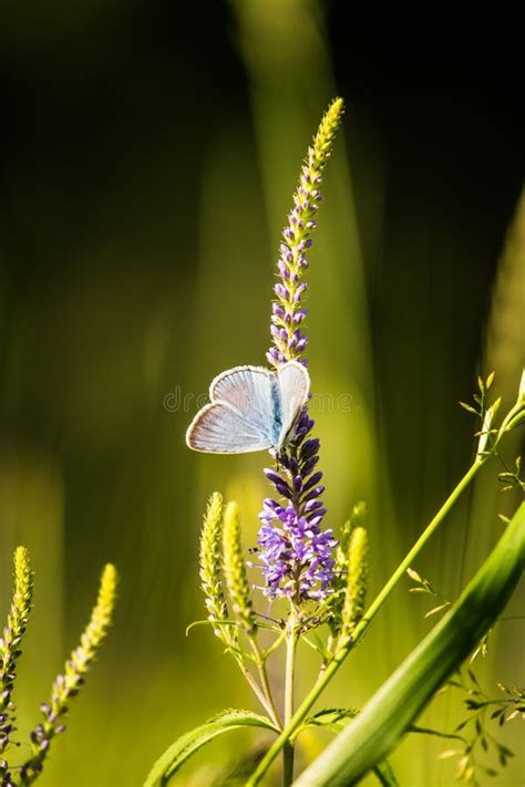 Borboleta Azul Bonita Que Senta Se Em Uma Flor Do Veronica Borboleta