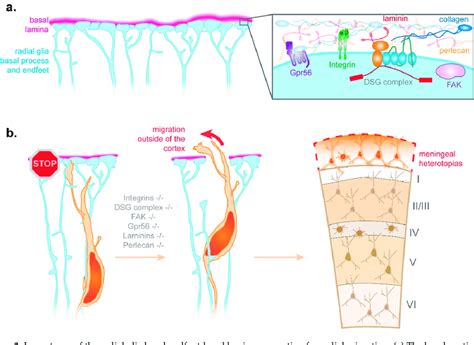 Importance Of The Radial Glia Basal Endfoot Basal Lamina Connection For