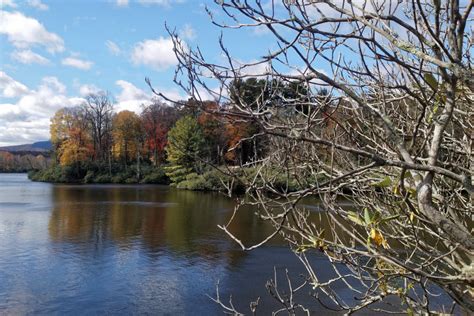 Fotos gratis árbol rama invierno flor lago río estanque