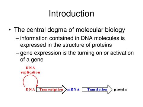 Ppt Gene Expression And Protein Synthesis Powerpoint Presentation Free Download Id 1466530