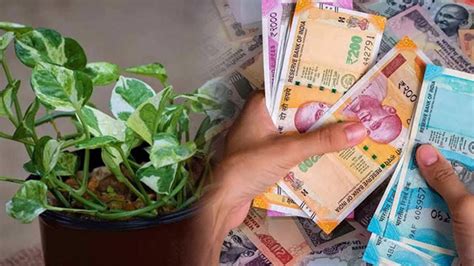 Vastu Tips For Money Plant बस घर की इस दिशा में रख दें मनी प्लांट