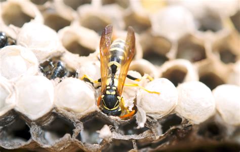 Why Do Wasps Build Nests How To Stop Them Building