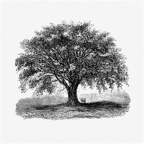 Vintage Tree Illustration Royalty Free Stock Illustration 556515