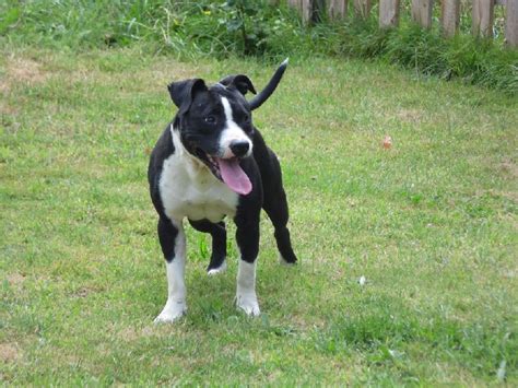 Chien American Staffordshire Terrier Hesca De La Griffe Du Diamant Bleu