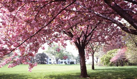 Spring Flowering Trees - Blog- Mahoney's Garden Center