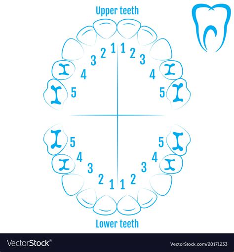 Human Teeth Numbers