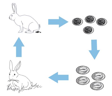 Dibujos Del Ciclo De Vida De Un Conejo Ciclo De Vida De Un Conejo En Dibujos Ciclo De Vida De