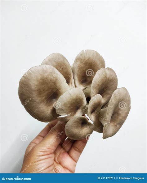 Pleurotus Pulmonarius Or Phoenix Mushroom Or Indian Oyster Tropical