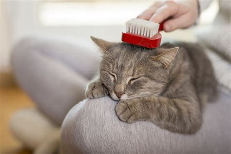 The Right And Wrong Ways To Brush Your Cat Lucky Dawg Salon