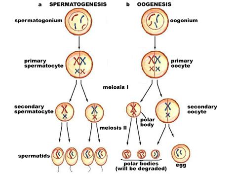 Ppt 1 Meiosis And Chromosome Number Steps In Meiosis Source Of Genetic Variation Powerpoint