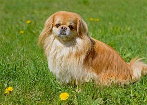 Pekingese Dog Breed Profile Top Dog Tips