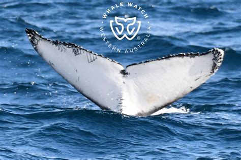 Augusta Humpback Tours Whale Watch Western Australia