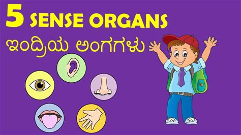 5 Human Sense Organs Senses Learn 5 Senses Youtube