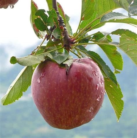 Honeycrisp Apple Tree For Sale 4 5ft Bareroot Organic