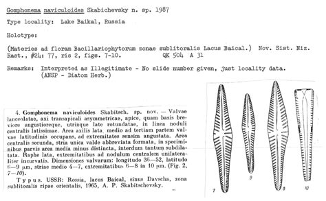 Ansp Diatom New Taxon File