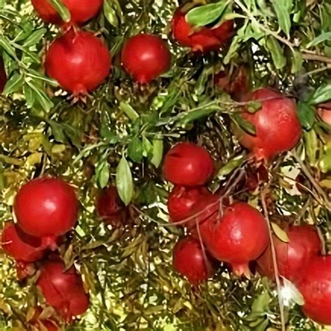 Fruit Seeds For Planting Pomegranate Seeds For Breathing Fresh Fruit