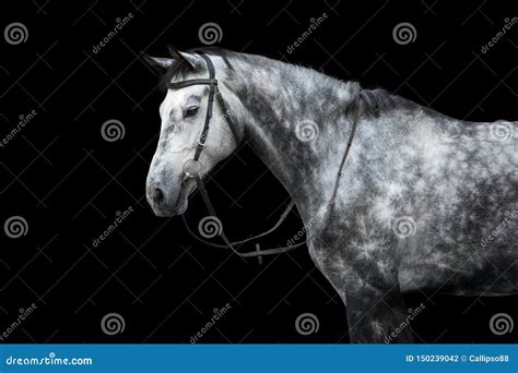 White Horse portrait stock photo. Image of mammal, nature - 150239042