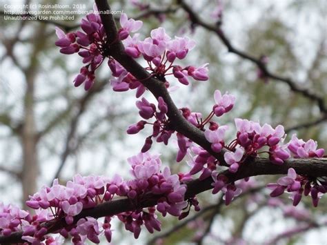 Plantfiles Pictures Cercis Chinese Redbud Avondale Cercis