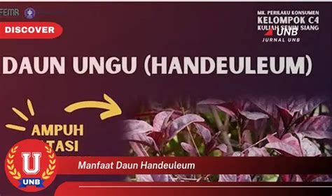 Banyak Yang Belum Tahu Inilah Manfaat Daun Handeuleum Yang Jarang