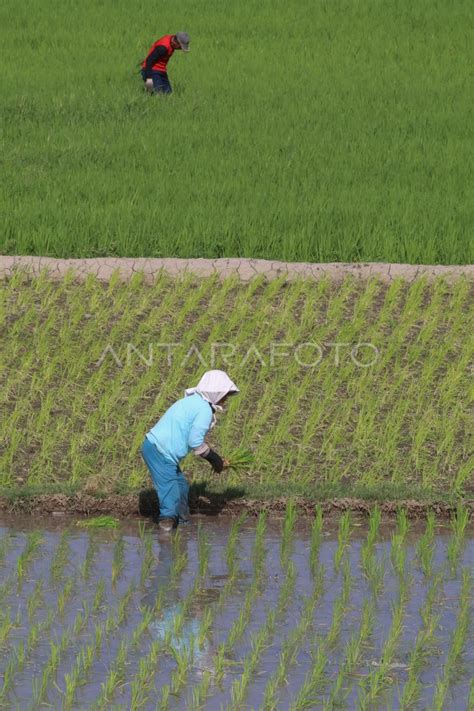 Produksi Padi Pada Fenomena El Nino Antara Foto