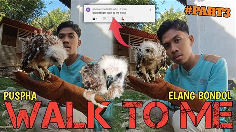 PUSPHA Si Anakan Burung Elang Bondol Melatih Skill Walk To Me