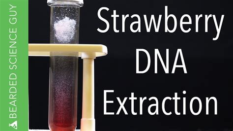 Dna Extraction From Strawberries