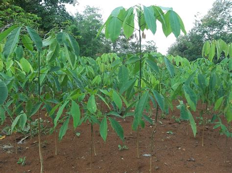 Pedoman Singkat Budidaya Karet Havea Brasiliensis Agrokompleks Kita