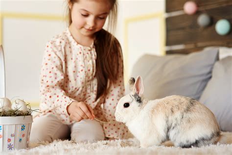 The 6 Best Air Purifiers For Rabbit Iupilon